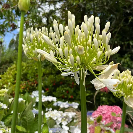 Chez Bea Отель типа 