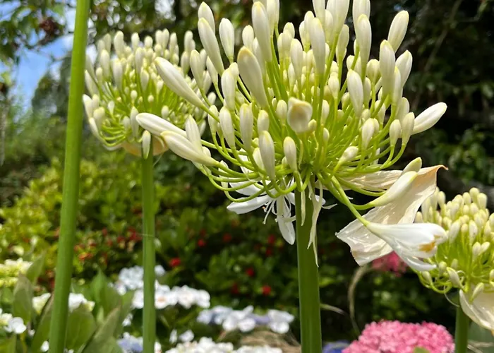 Chez Bea Calme Avec Sa Jolie Vue Sur Jardin, Confort Assure Bed & Breakfast Granville